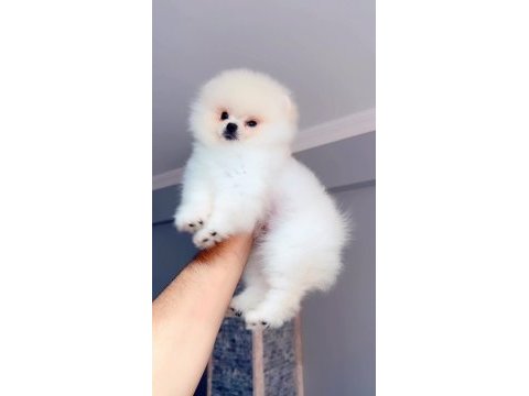 Pomeranian boo teddy yüz