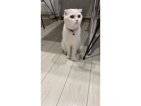 Minik yavrularımız yeni yuvalarını arıyorlar