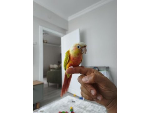 Yavru suncheek konur papağanı