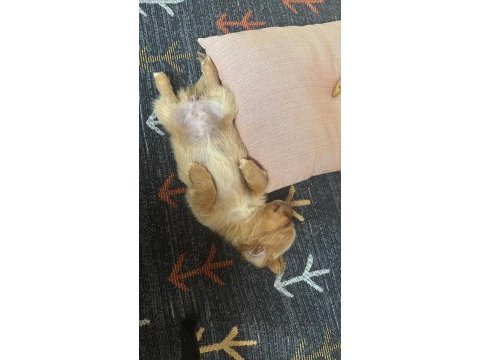 Yavrumuza yuva arıyoruz - maltipoo