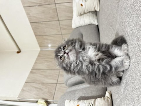 İpek tüylü scottish longhair yavru