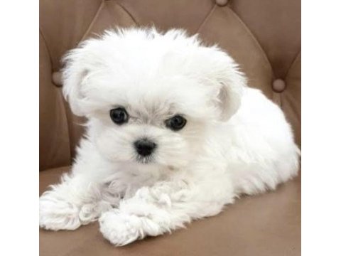 Bakımlı maltese terrier