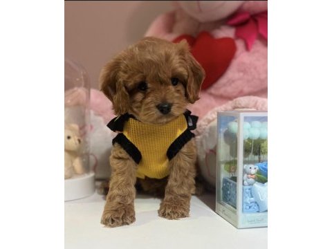 Bebek surat oyuncak gibi maltıpoo bebekler