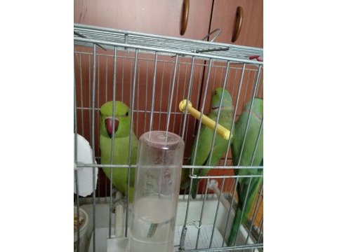 Pakistan papağanları evde bakılmış temiz kuşlar