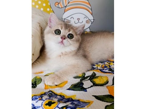 Blue golden dişi yavru british shorthair
