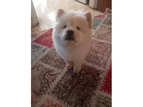 Chow chow köpeği