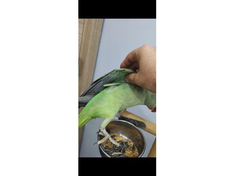 5 aylık el beslemesi erkek alexander jumbo boy full evcil