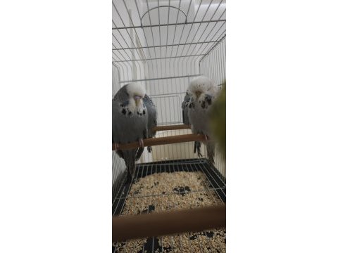 Show jumbo takım yavru muhabbet kuşu