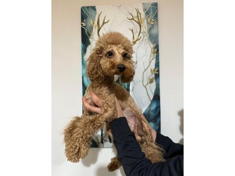 A kalite toy poodle