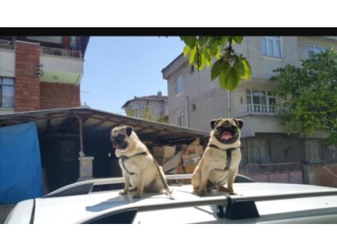 Pug mops ücretsiz açıklamayı okuyun