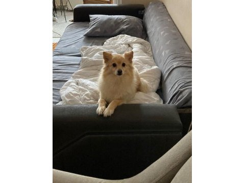 Sevecen pomeranian köpeği