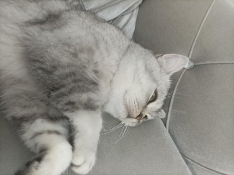 Satılık 10 aylık erkek gri/beyaz british shorthair