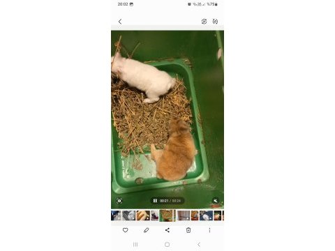 Hollanda cücesi tavşan