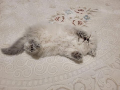 Erkek yavru british longhair