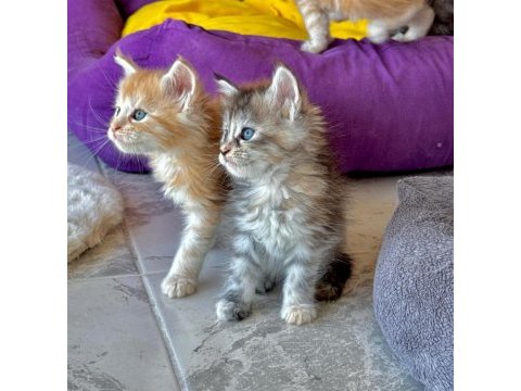 Wcf secereli şampiyon soylu saglık garantili maine coon