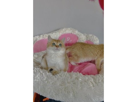 Scr li anne babadan golden ny12 brıtıah shorthair 