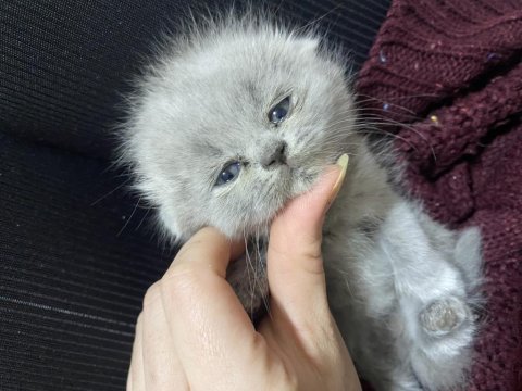 Scottish fold dişi 1 buçuk aylık