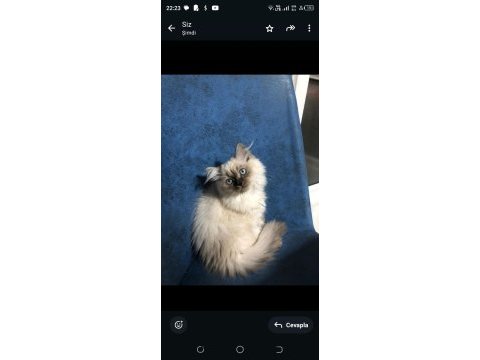 British longhair yeni yuva arıyoruz