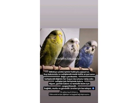 Çocuklar için sağlıklı tertemiz muhabbet kuşları
