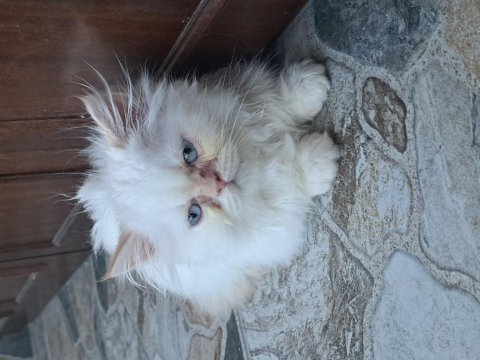2 aylık british longhair yavrular sahiplendiriyorum