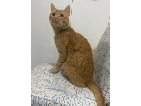 Bakımlı ev kedisi ücretsiz sahiplendirilecektir