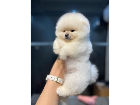 0 numara pomeranian boo teacup