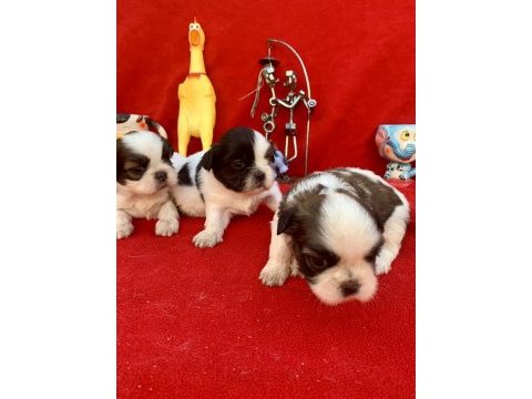 Shih tzu şitsu