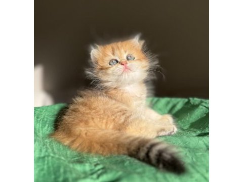 Mükemmel kalite golden ny24 british longhair