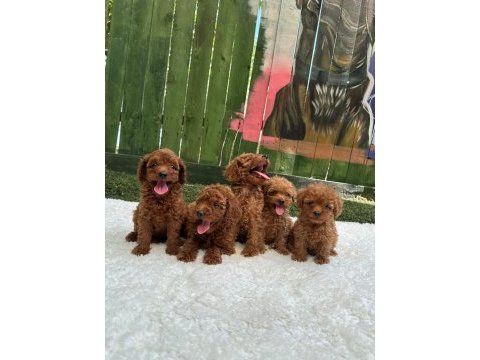 Güzellik abidesi erkek dişi poodle köpekler