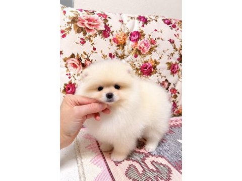 Biblo pomeranian boo