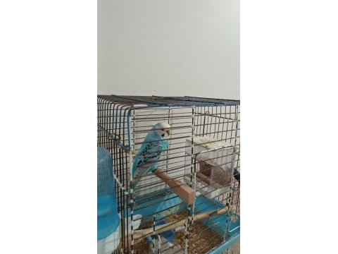 Acil satılık muhabet kuşu