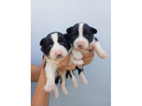 Irk ve sağlık garantili border collie bebekler