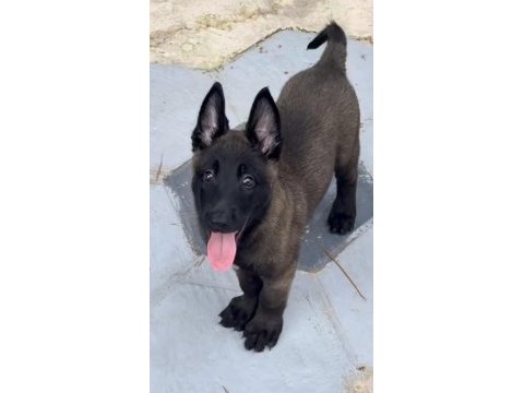 Belçika kurdu köpeği
