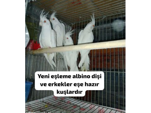 Albino ister tek ister takım sultan papağanı