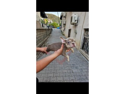 Son 2 sağlam kan french bulldog