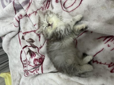 British longhair 2 aylık