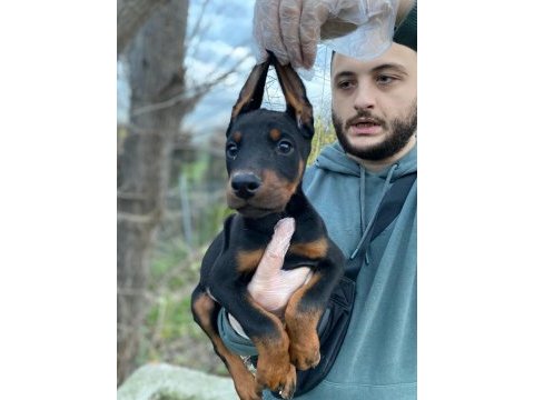 Asil bakışlı doberman yavrularım