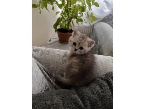 Tonton british shorthair yavrular