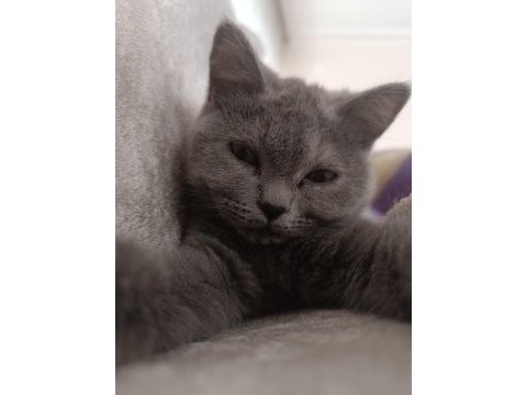 Gri dişi british shorthair