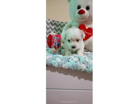 45 günlük maltese terrier bebekler