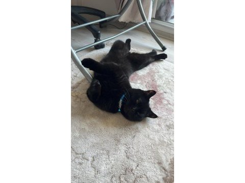 British shorthair çok sakin