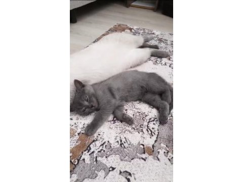 Erkek british shorthair