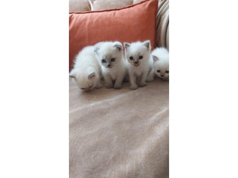 British shorthair yavrularım yuvalarını bekliyor