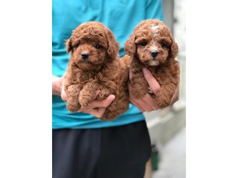 Kore kan toy poodle bebeklerimiz mevcut