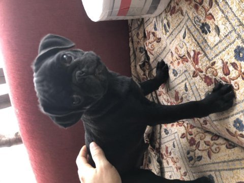 Son erkek safkan pug mops yavrumuz