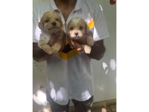 Maltipoo yavrularımız