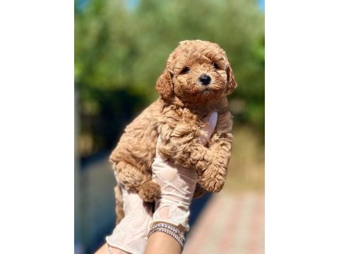 45 günlük orijinal toy poodle yavrumuz