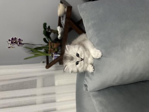 Safkan chinchilla yavrular için iletişime geçebilirsiniz