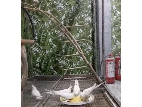 Yavrulu yavrusuz albino sultan papağanları
