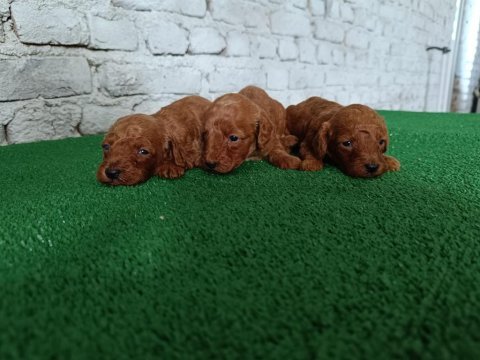 Toy poodle yavrularımız yeni yuvalarının arıyor